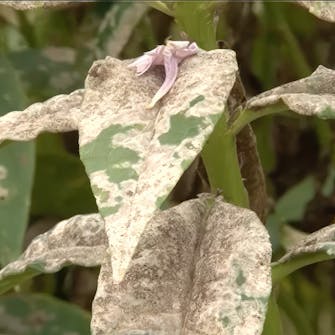 perennat härmä pieniä valkoisia ötököitä kasvissa